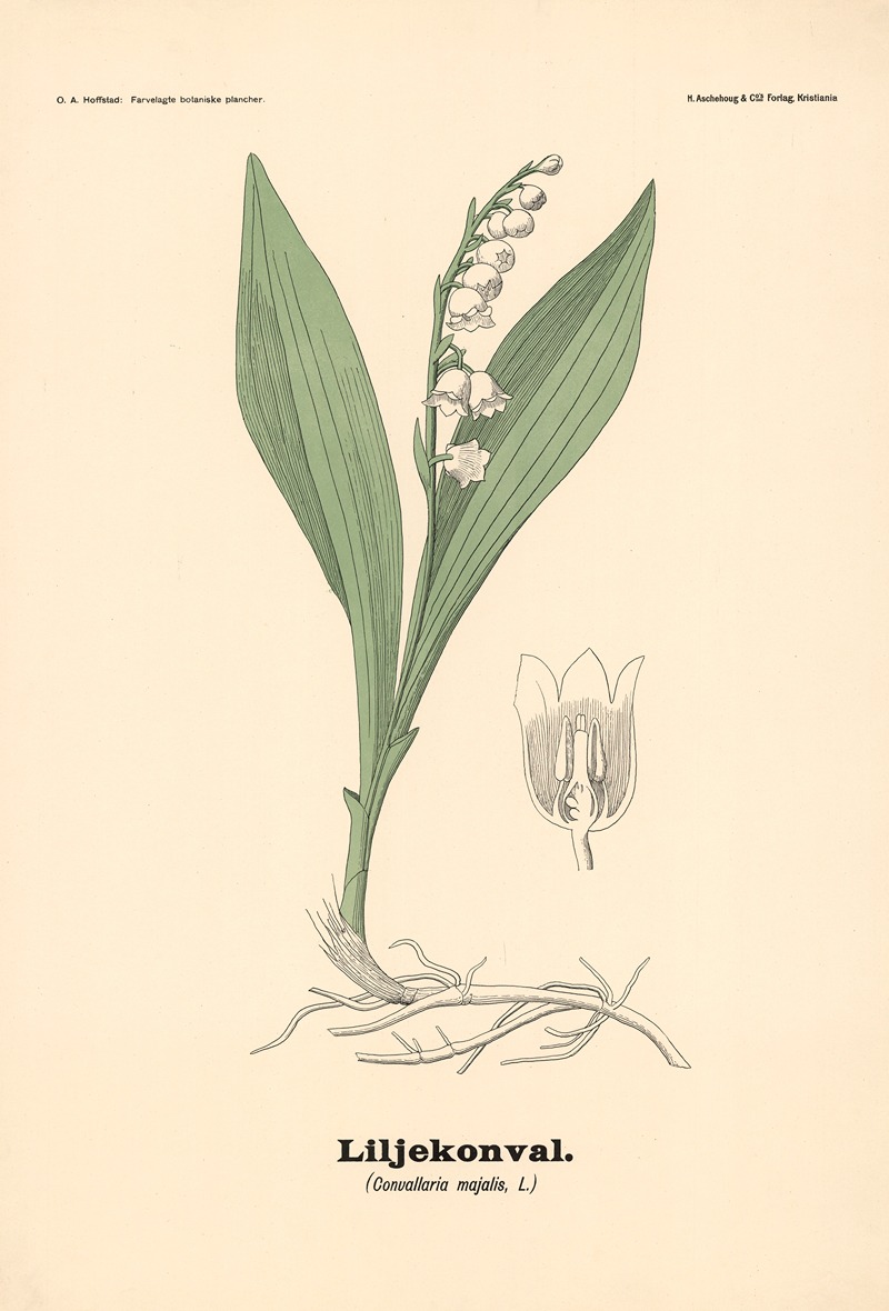 Liljekonval. (Convallaria majalis, L.) — Olaf Alfred Hoffstad