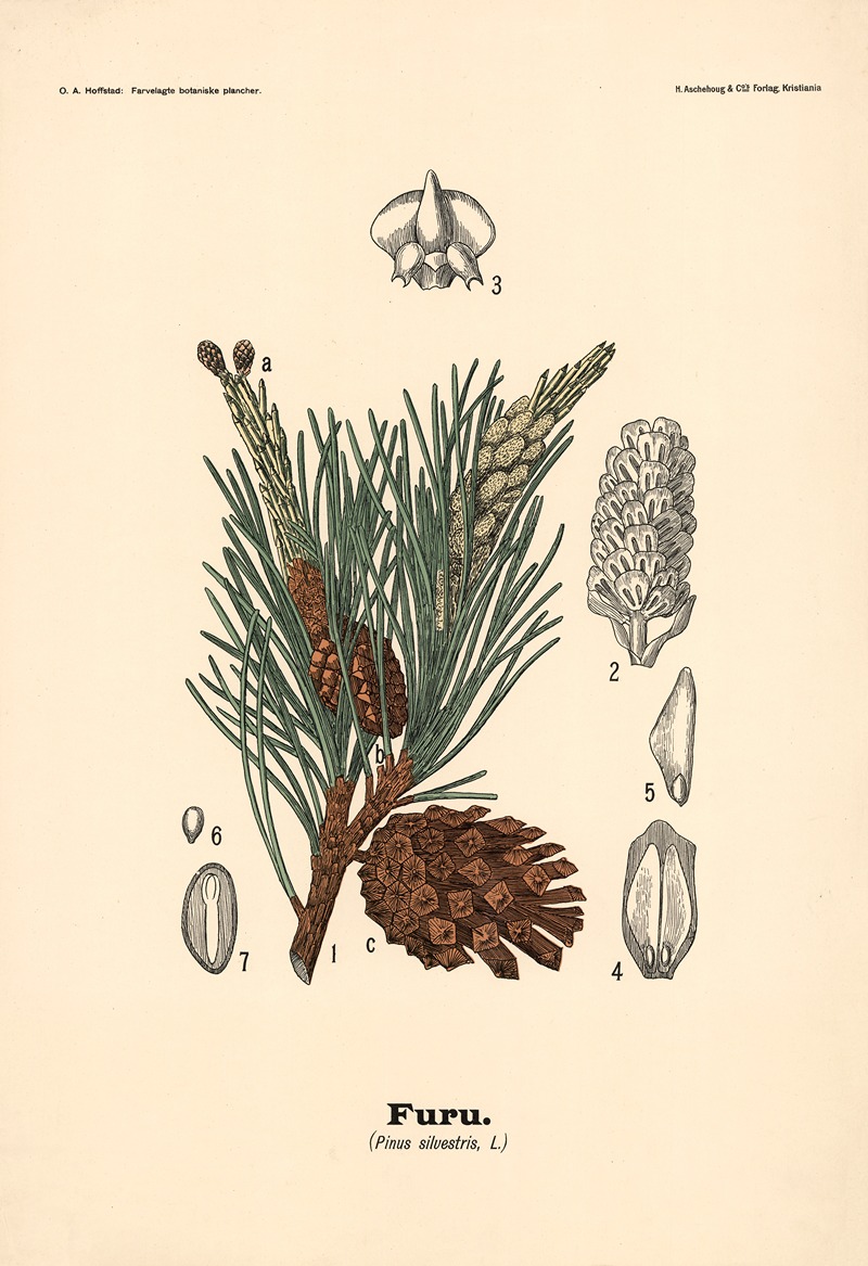 Furu. (Pinus silvestris, L.) — Olaf Alfred Hoffstad
