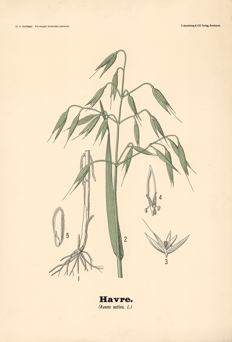 Havre. (Avena sativa, L.) by Olaf Alfred Hoffstad, 1899 — digital art print download
