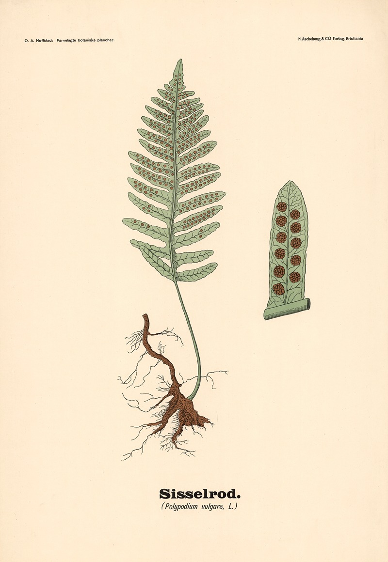 Sisselrod. (Polypodium vulgare, L.) by Olaf Alfred Hoffstad, 1899 — digital art print download