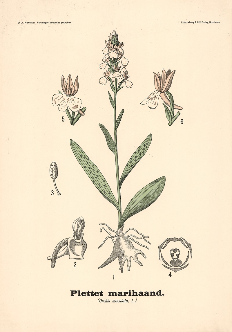 Plettet marihaand. (Orchis maculata, L.) — Olaf Alfred Hoffstad