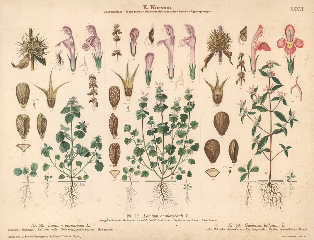 Henbit, henbit dead nettle, Red dead nettle, Red hemp-nettle — Sara Mørk