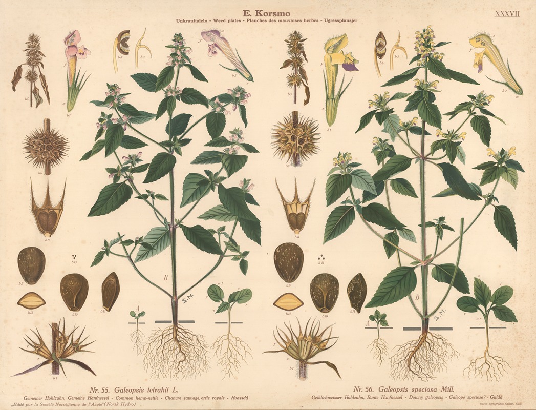 Common hemp-nettle, Downy galeopsis by Sara Mørk, 1913 — digital art print download