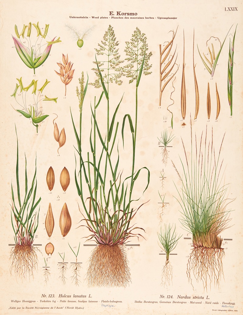 Yorkshire fog, Mat-weed by Sara Mørk, 1913 — digital art print download