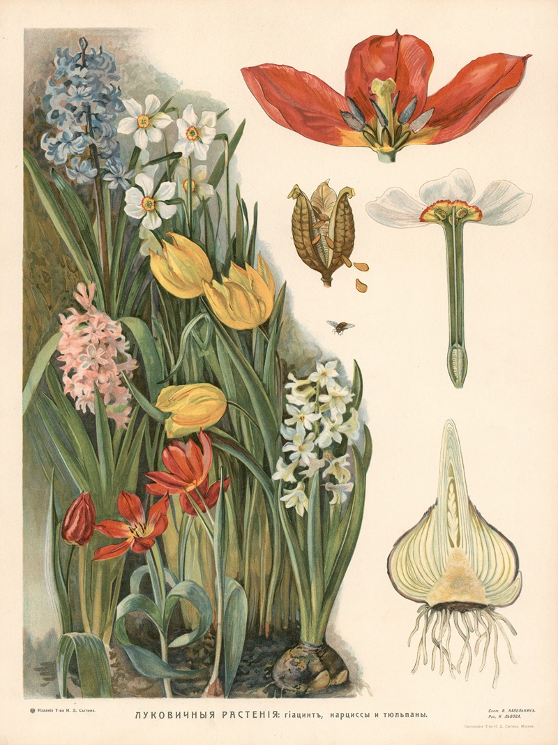 Bulbous plants by T-va I. D. Sytina, 1910 — digital art print download