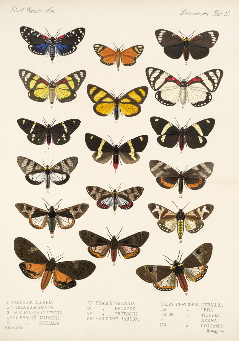 Insecta Lepidoptera-Heterocera Pl 011 by Frederick DuCane Godman, 1879-1915 — digital art print download