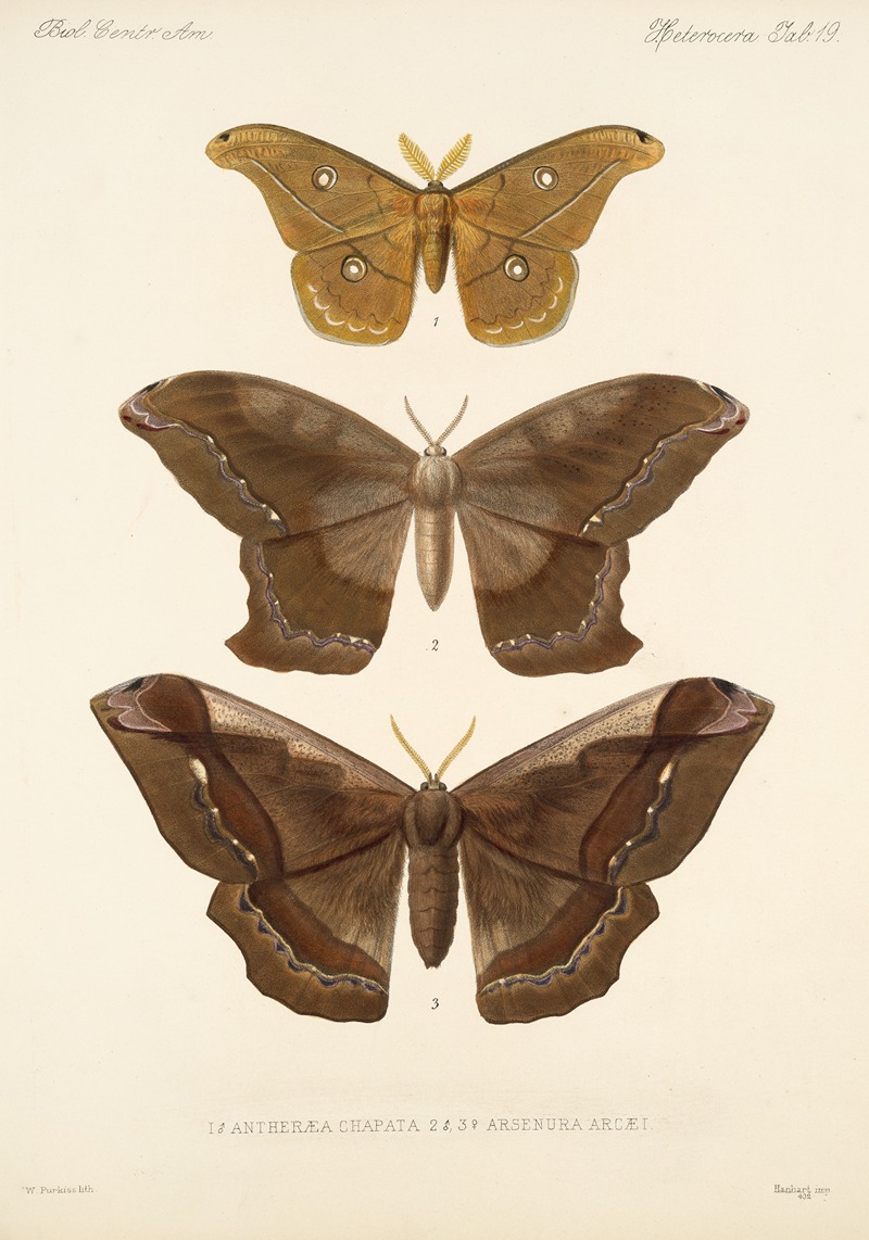 Insecta Lepidoptera-Heterocera Pl 019 by Frederick DuCane Godman, 1879-1915 — digital art print download