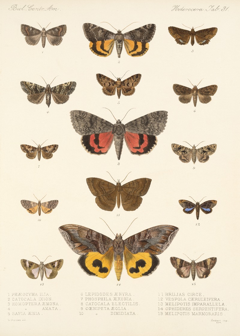 Insecta Lepidoptera-Heterocera Pl 031 by Frederick DuCane Godman, 1879-1915 — digital art print download