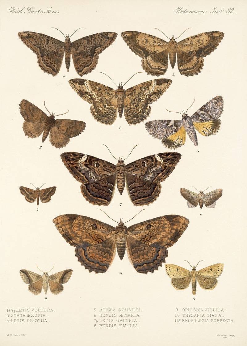 Insecta Lepidoptera-Heterocera Pl 032 by Frederick DuCane Godman, 1879-1915 — digital art print download