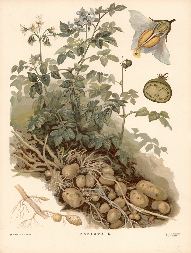 Potato by T-va I. D. Sytina, 1910 — digital art print download