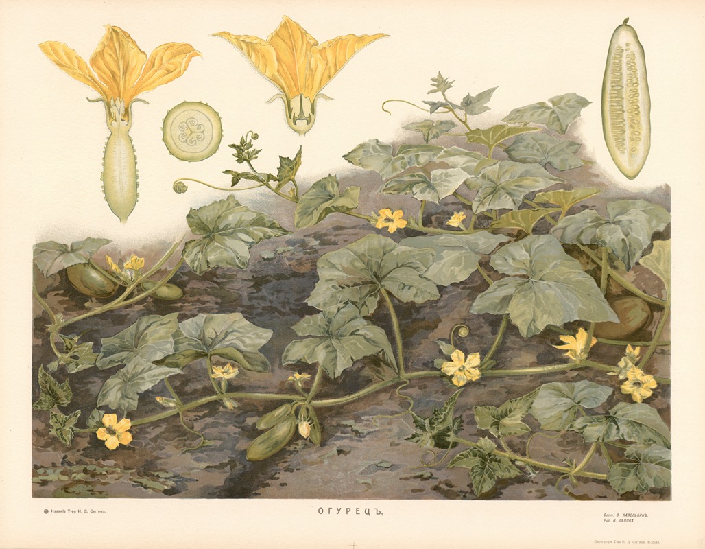 Cucumber by T-va I. D. Sytina, 1910 — digital art print download