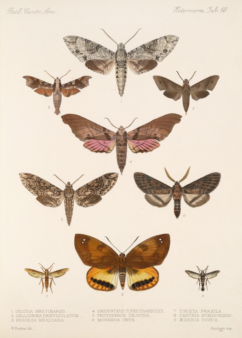 Insecta Lepidoptera-Heterocera Pl 068 by Frederick DuCane Godman, 1879-1915 — digital art print download