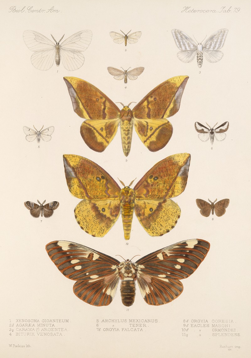 Insecta Lepidoptera-Heterocera Pl 079 by Frederick DuCane Godman, 1879-1915 — digital art print download