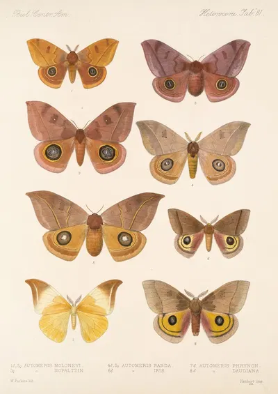 Insecta Lepidoptera-Heterocera Pl 081 by Frederick DuCane Godman, 1879-1915 — digital art print download