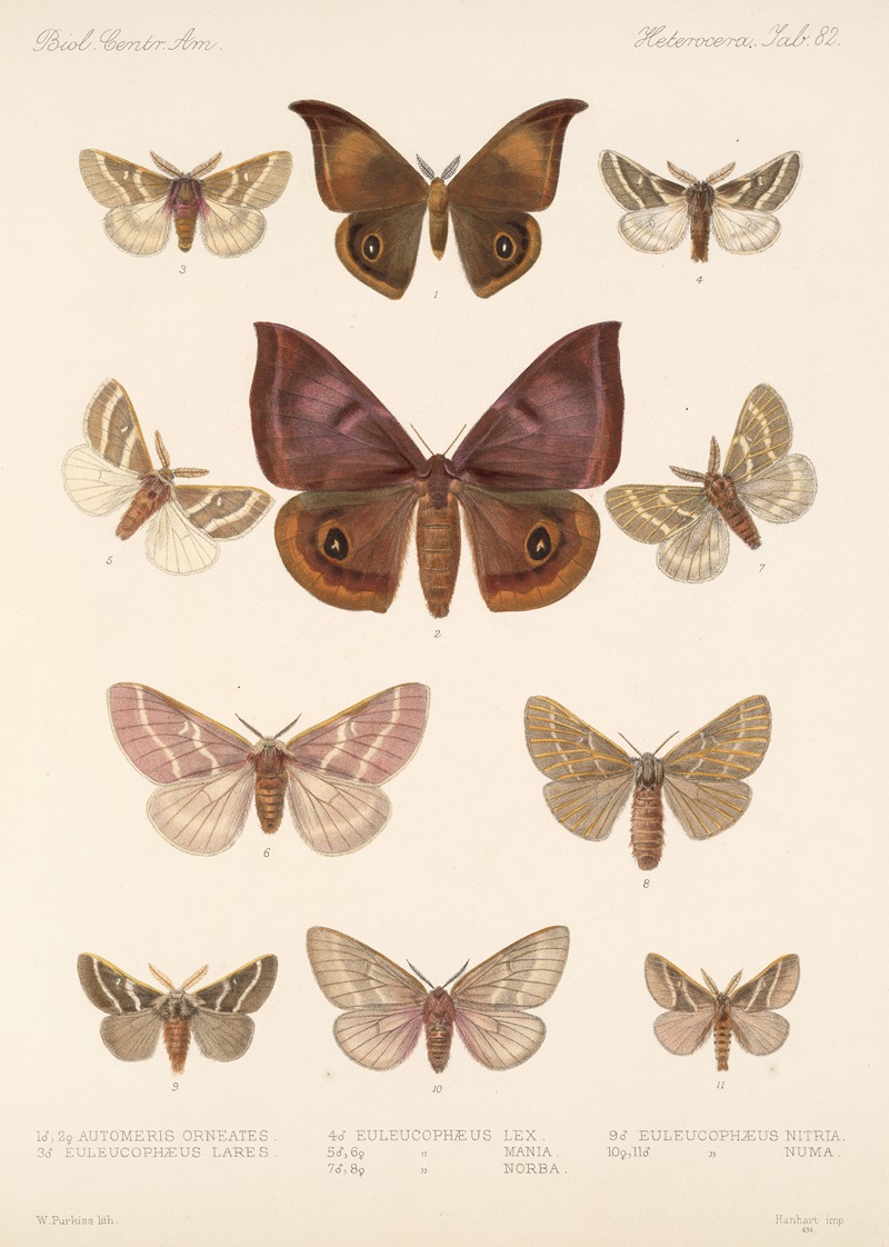 Insecta Lepidoptera-Heterocera Pl 082 by Frederick DuCane Godman, 1879-1915 — digital art print download