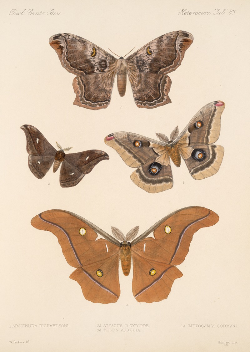 Insecta Lepidoptera-Heterocera Pl 083 by Frederick DuCane Godman, 1879-1915 — digital art print download