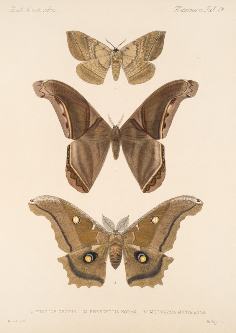 Insecta Lepidoptera-Heterocera Pl 084 by Frederick DuCane Godman, 1879-1915 — digital art print download