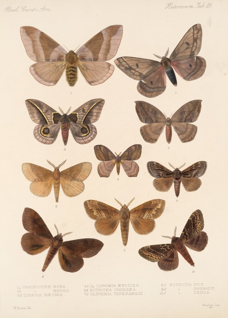 Insecta Lepidoptera-Heterocera Pl 085 by Frederick DuCane Godman, 1879-1915 — digital art print download