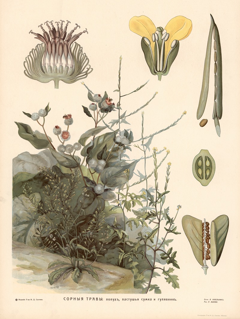 Field mustard and burdock by T-va I. D. Sytina, 1910 — digital art print download