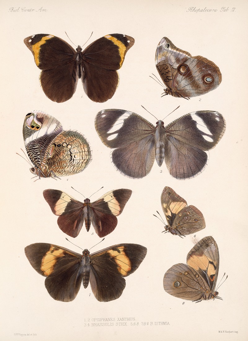 Insecta Lepidoptera-Rhopalocera Pl 012 — Frederick DuCane Godman
