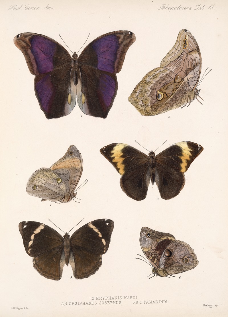 Insecta Lepidoptera-Rhopalocera Pl 013 — Frederick DuCane Godman