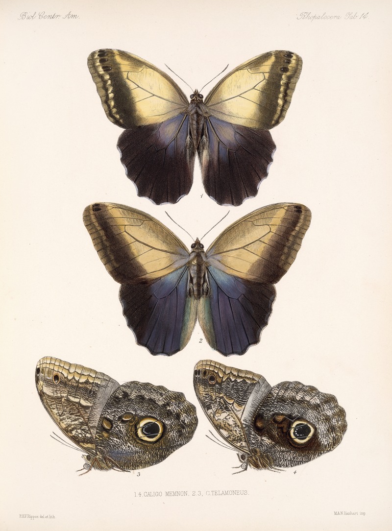 Insecta Lepidoptera-Rhopalocera Pl 014 — Frederick DuCane Godman