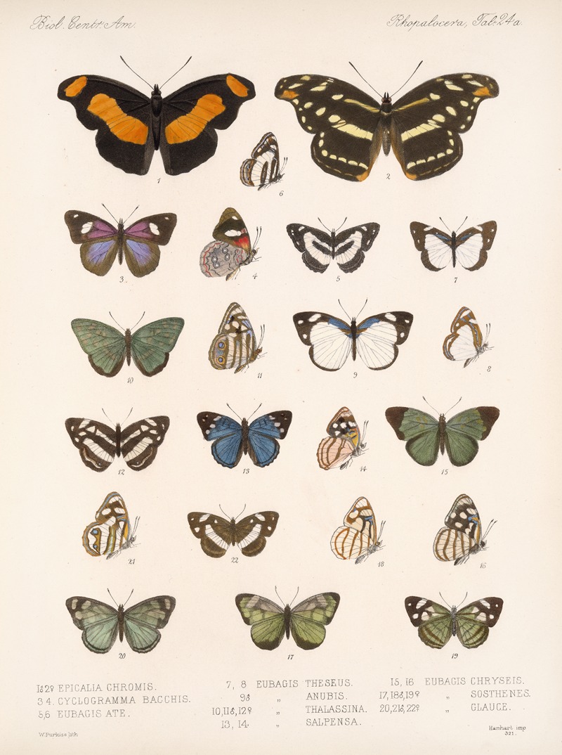Insecta Lepidoptera-Rhopalocera Pl 025 — Frederick DuCane Godman