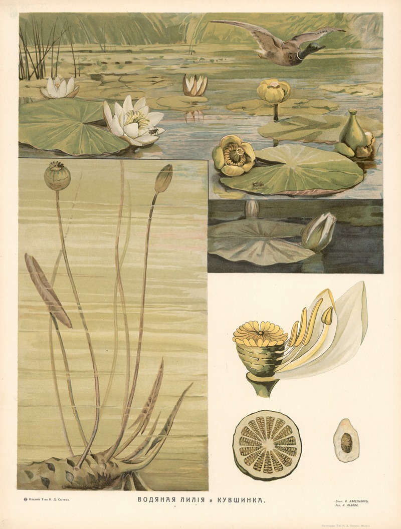 Water lily by T-va I. D. Sytina, 1910 — digital art print download