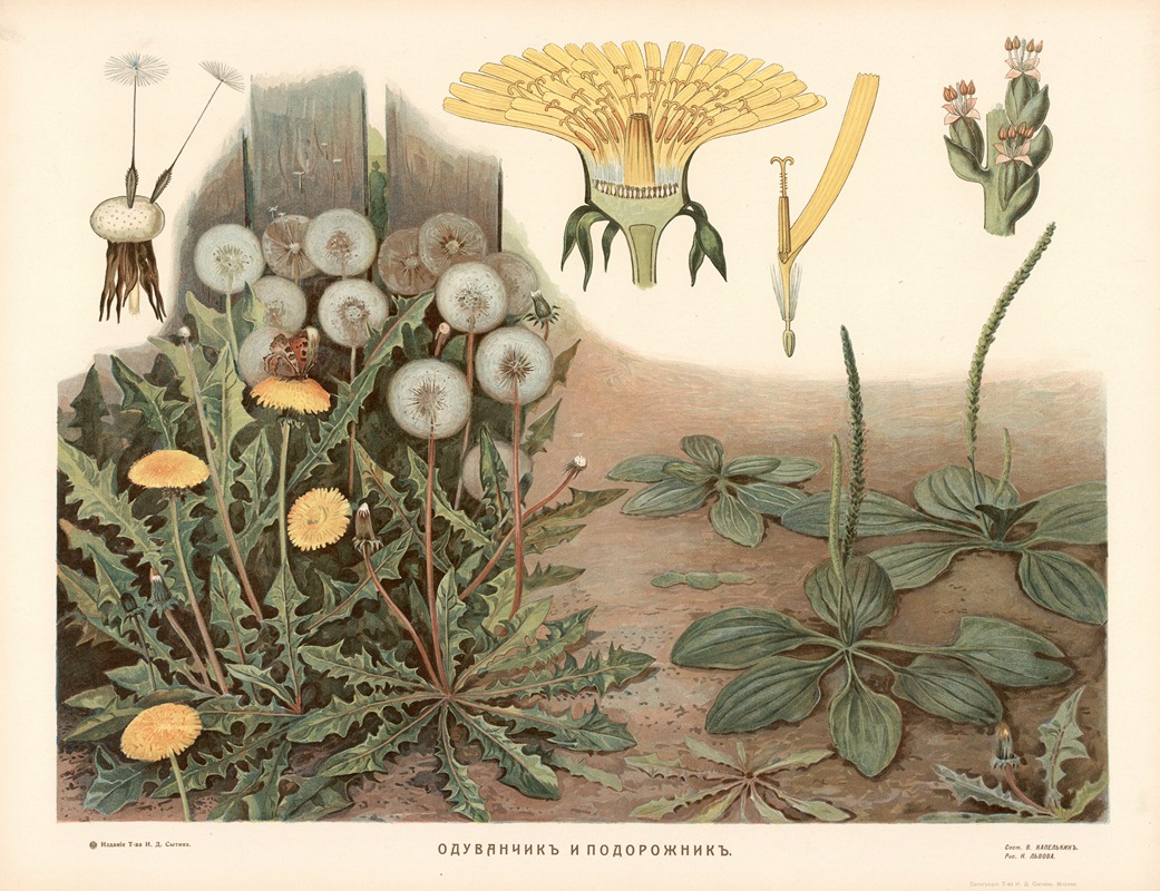 Dandelion and Bindweed by T-va I. D. Sytina, 1910 — digital art print download