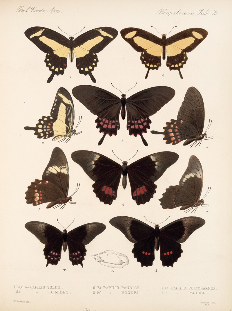 Insecta Lepidoptera-Rhopalocera Pl 071 — Frederick DuCane Godman