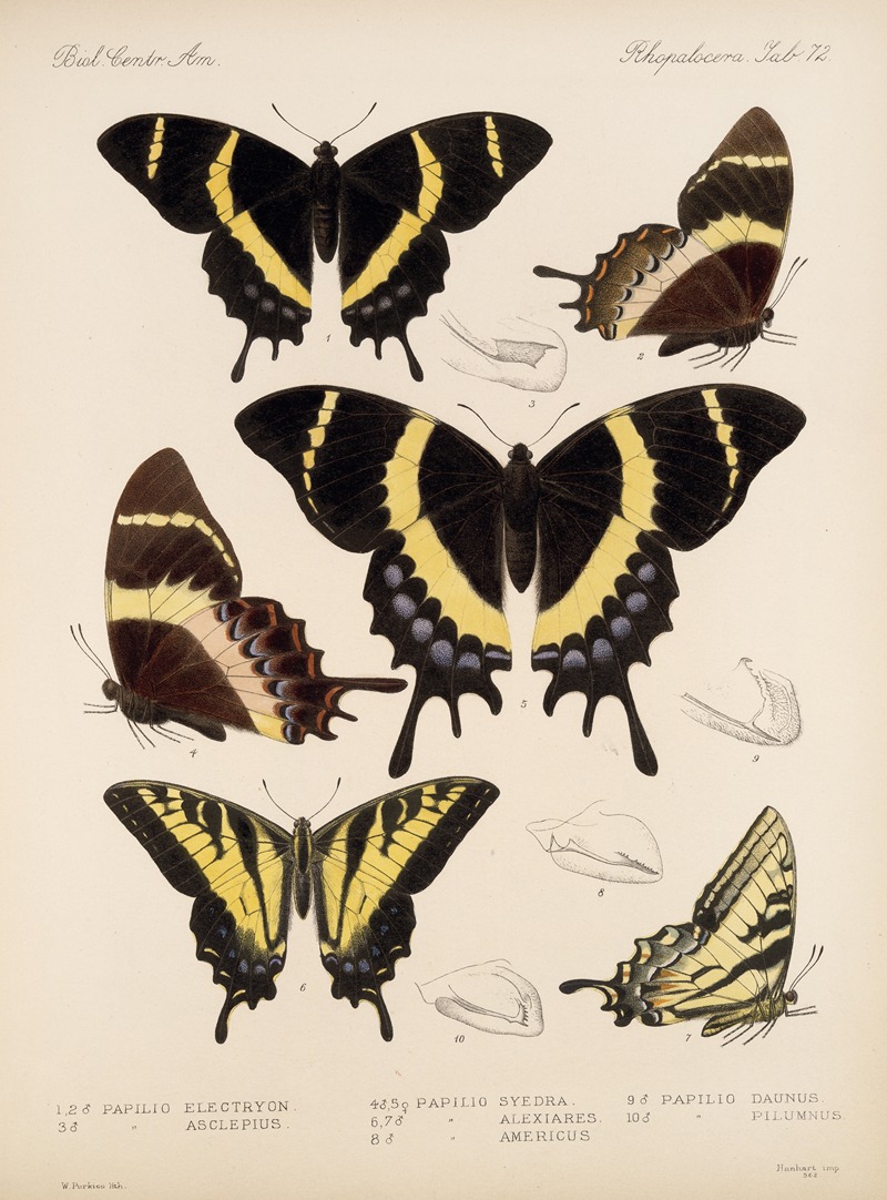 Insecta Lepidoptera-Rhopalocera Pl 073 — Frederick DuCane Godman