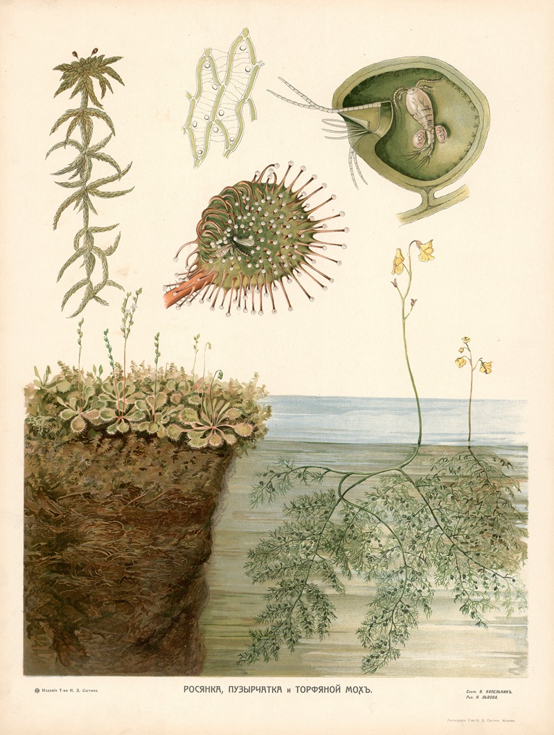 Sundew by T-va I. D. Sytina, 1910 — digital art print download