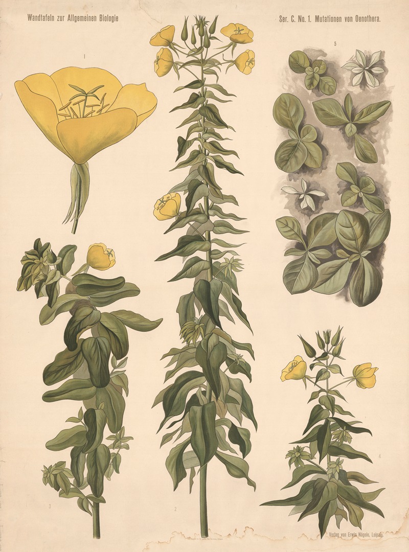Mutations of Evening-primrose by Valentin Haecker, 1900 — digital art print download