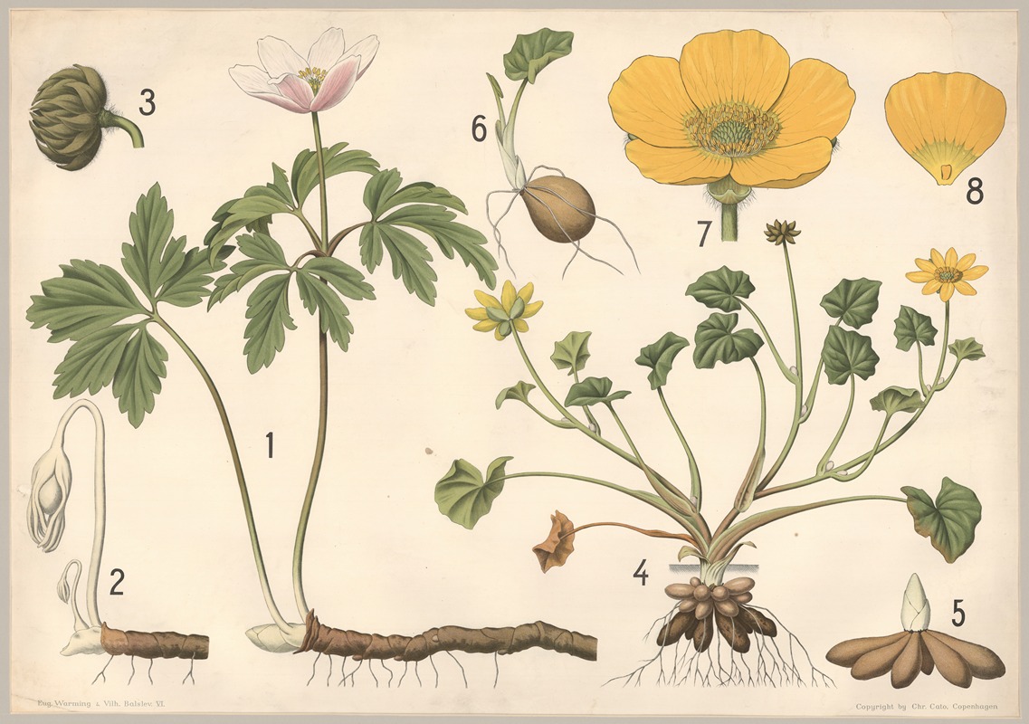 Anemone og vorterod by Vilhelm Balslev, 1902 — digital art print download