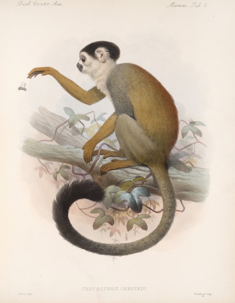 Mammalia Pl 02 by Frederick DuCane Godman, 1879-1915 — digital art print download