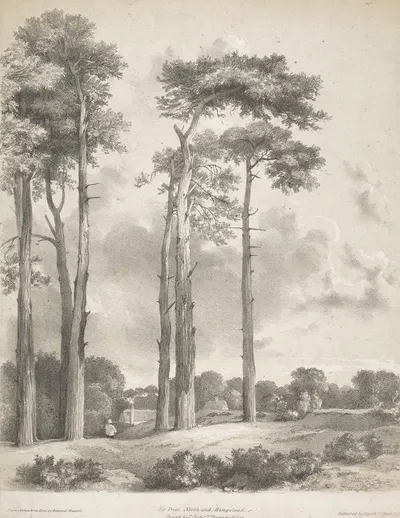 Fir Trees, North End, Hampstead by Эдвард Хассел — digital art print download