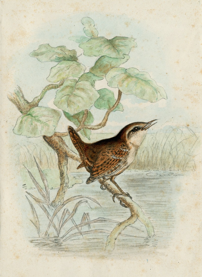 A wren on a branch above a pool by Флорис Верстер — digital art print download