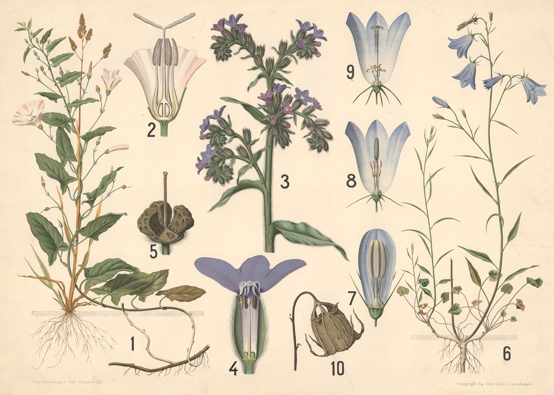 Agersnerle, oksetunge og klokkeblomst by Vilhelm Balslev, 1902 — digital art print download