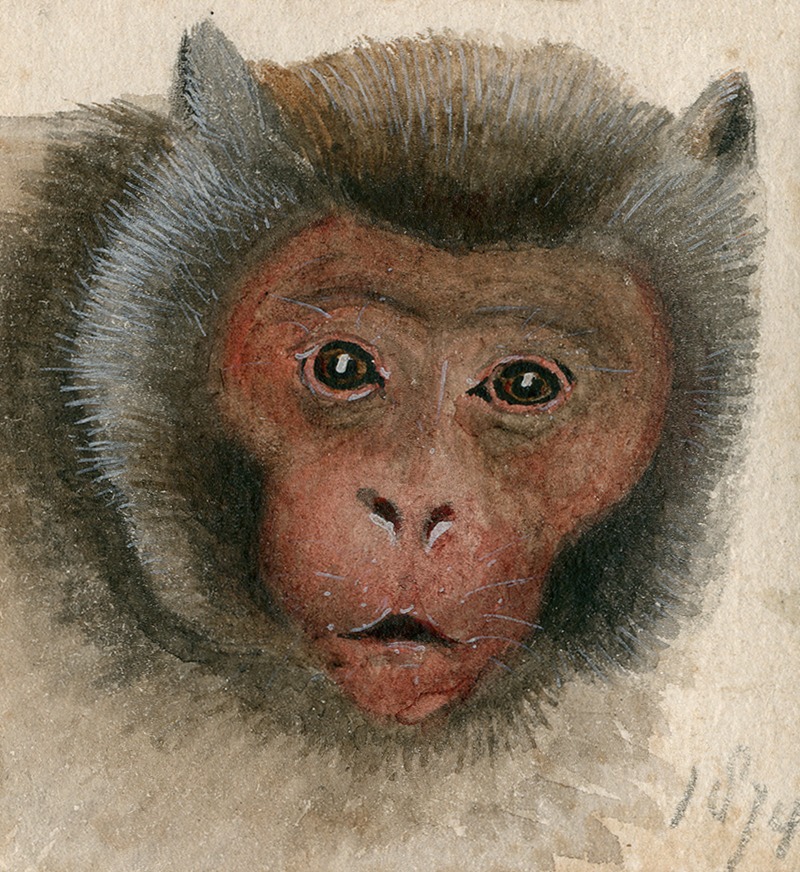 Head of a long-tailed monkey by Флорис Верстер, 1874 — digital art print download