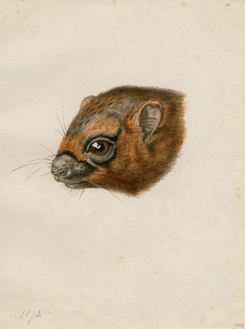 Head of a polecat by Флорис Верстер — digital art print download