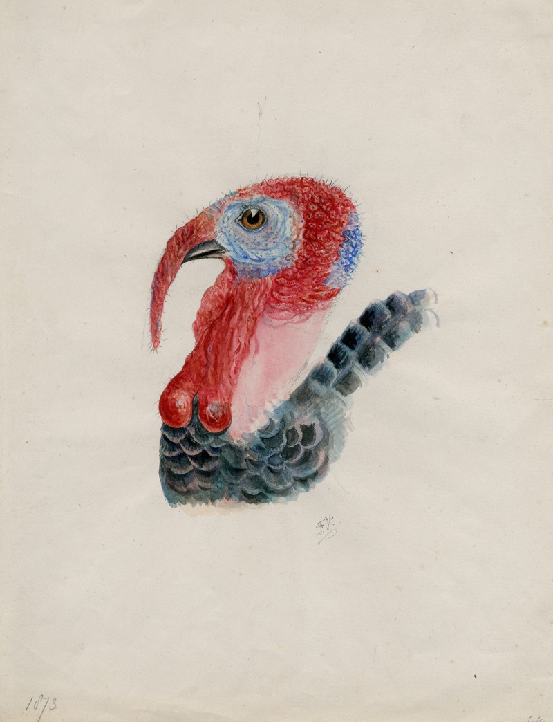 Head of a turkey by Флорис Верстер, 1873 — digital art print download