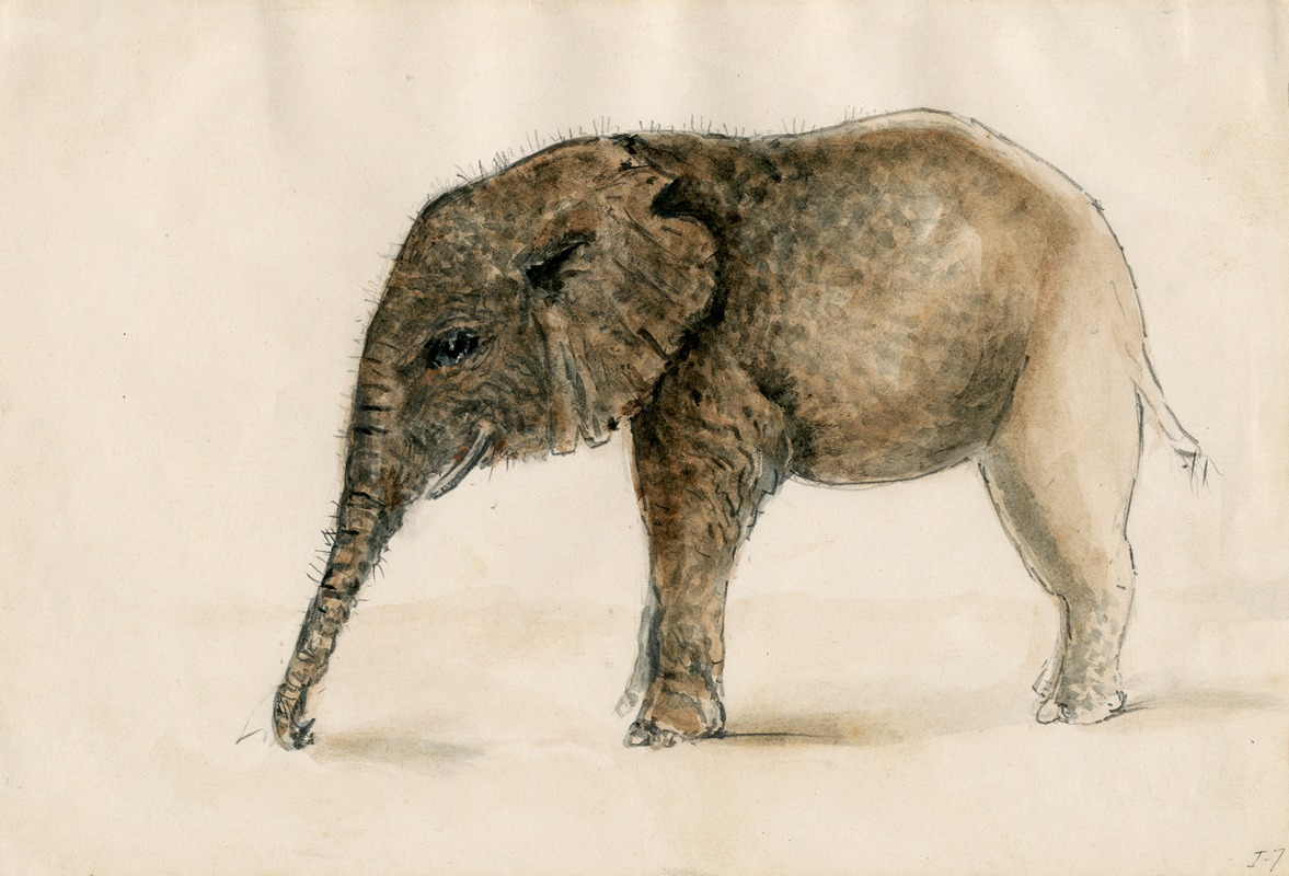 Little elephant by Floris Verster — digital art print download