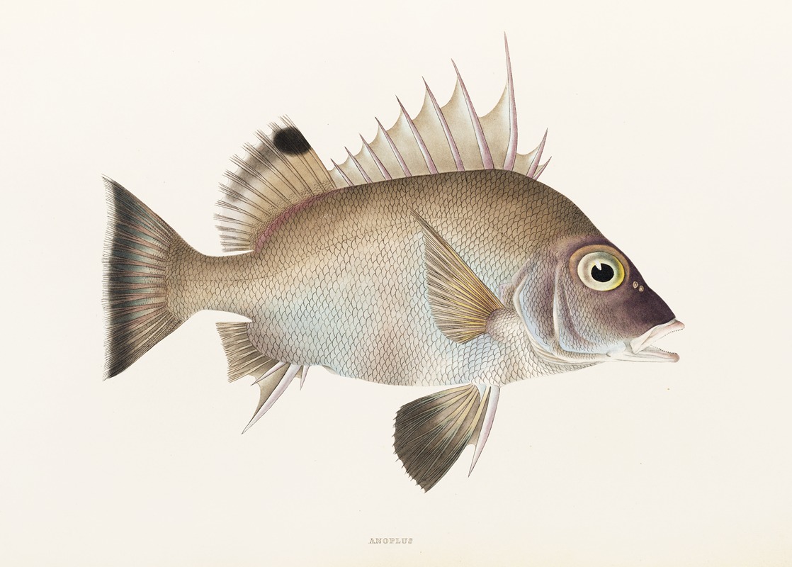 Fauna japonica Pl.012 — Philipp Franz Balthasar von Siebold