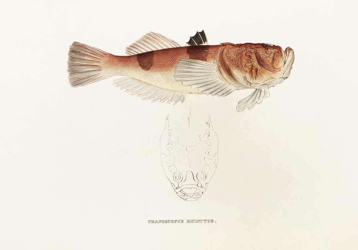 Fauna japonica Pl.018 — Philipp Franz Balthasar von Siebold