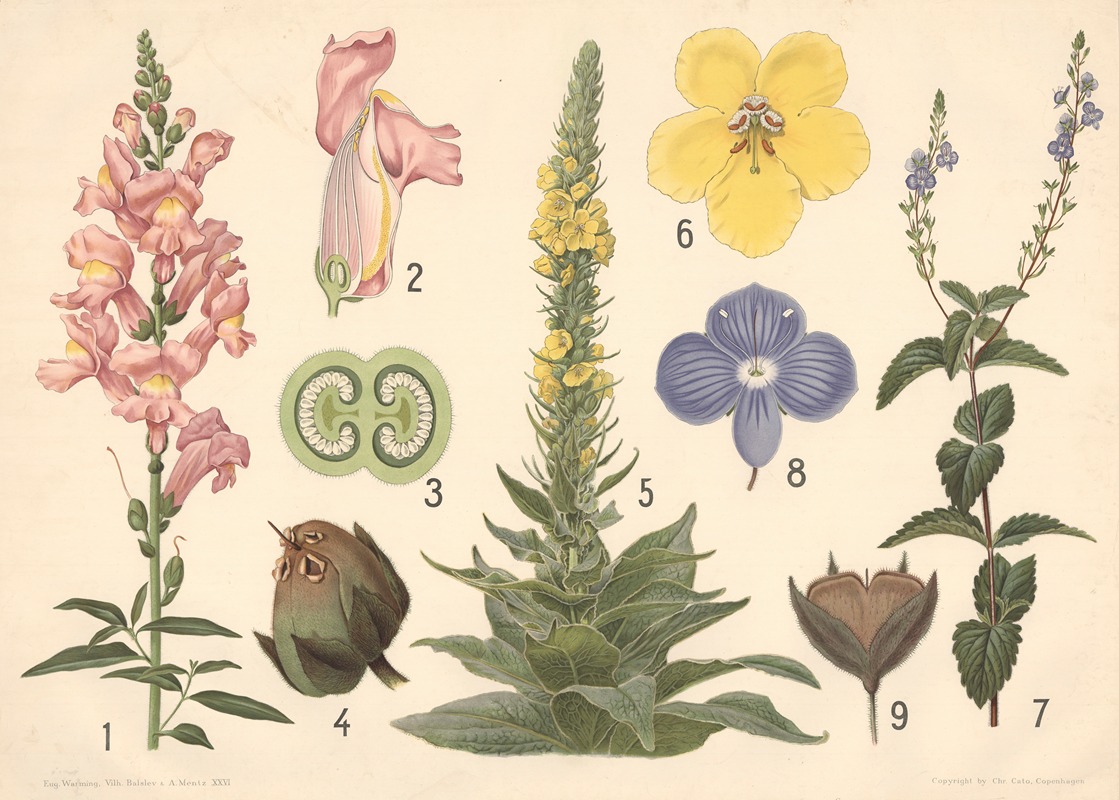Løvemund, kongelys og ærenpris — Vilhelm Balslev