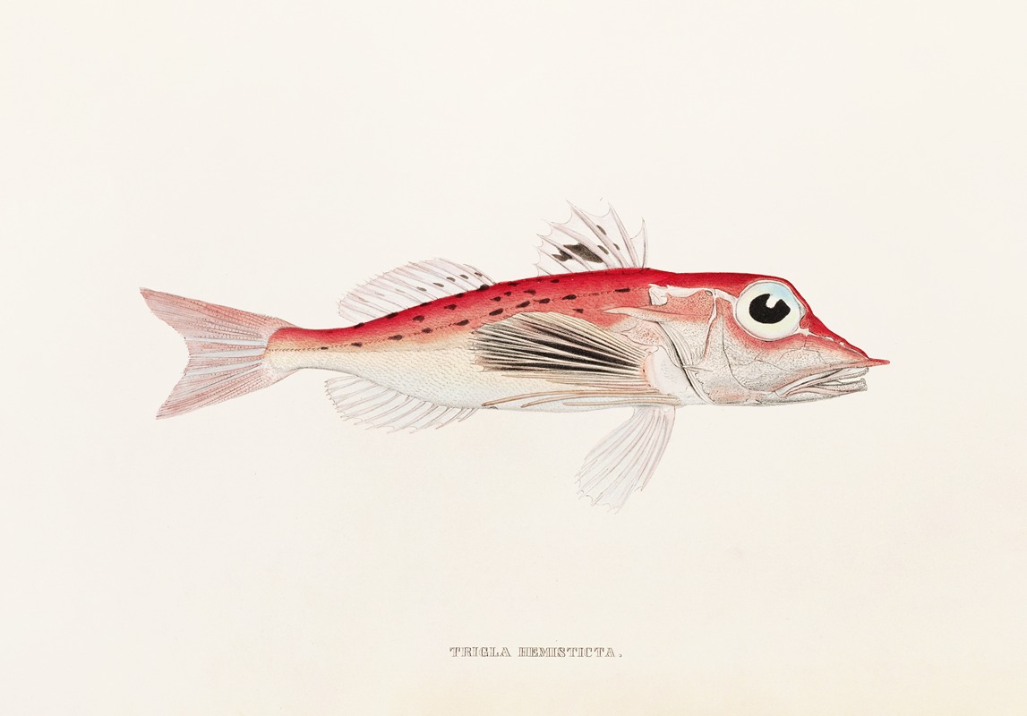 Fauna japonica Pl.024 — Philipp Franz Balthasar von Siebold