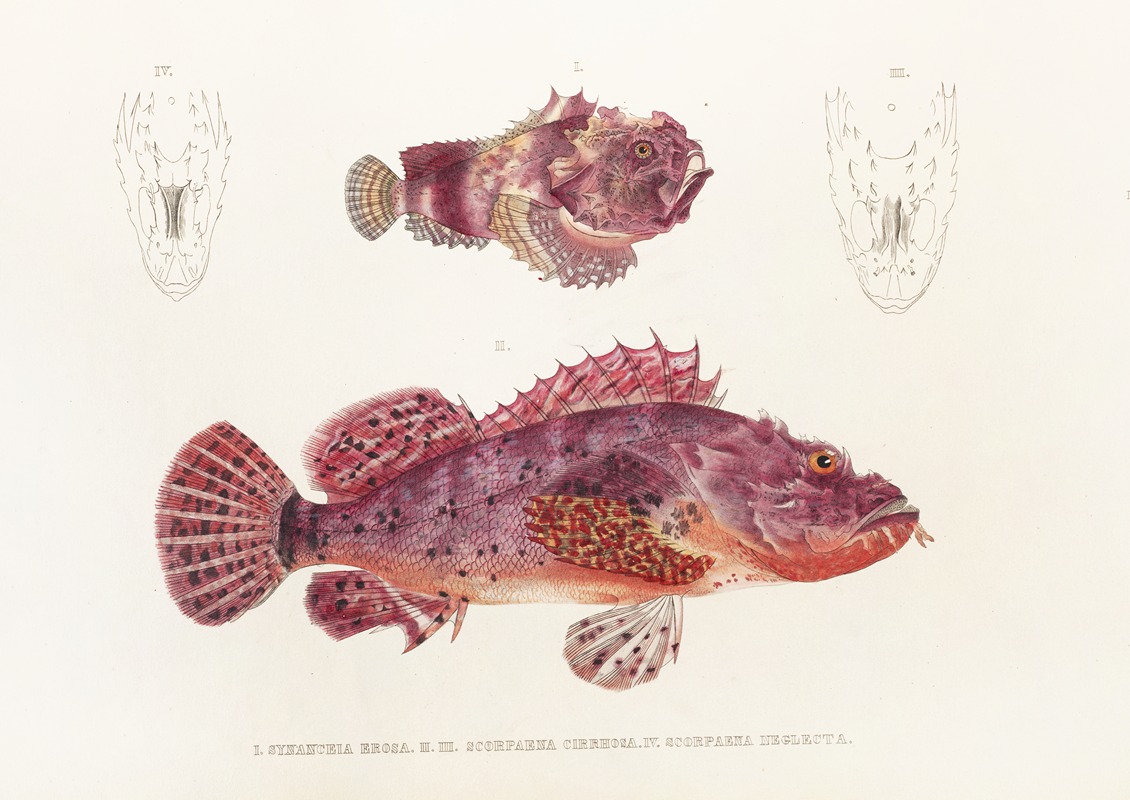 Fauna japonica Pl.028 — Philipp Franz Balthasar von Siebold
