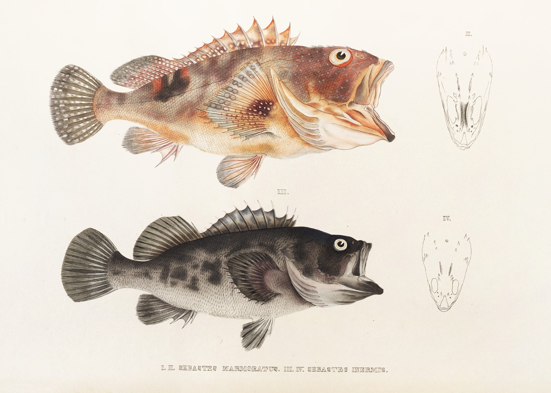 Fauna japonica Pl.032 — Philipp Franz Balthasar von Siebold