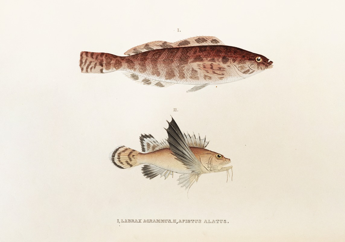 Fauna japonica Pl.034 — Philipp Franz Balthasar von Siebold