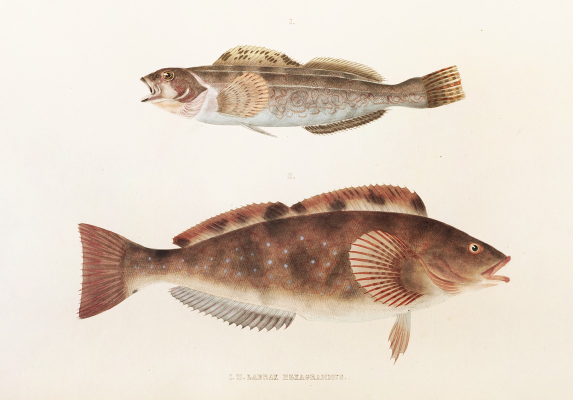 Fauna japonica Pl.035 — Philipp Franz Balthasar von Siebold